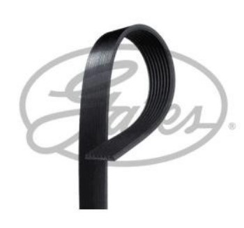FAJA MULTICANAL 8PK X 1625 63.98 PULGADAS BUS THOMAS